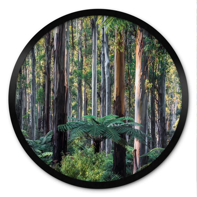 Plakat Eukalyptusskov i Yarra Ranges - Colombo - Runde