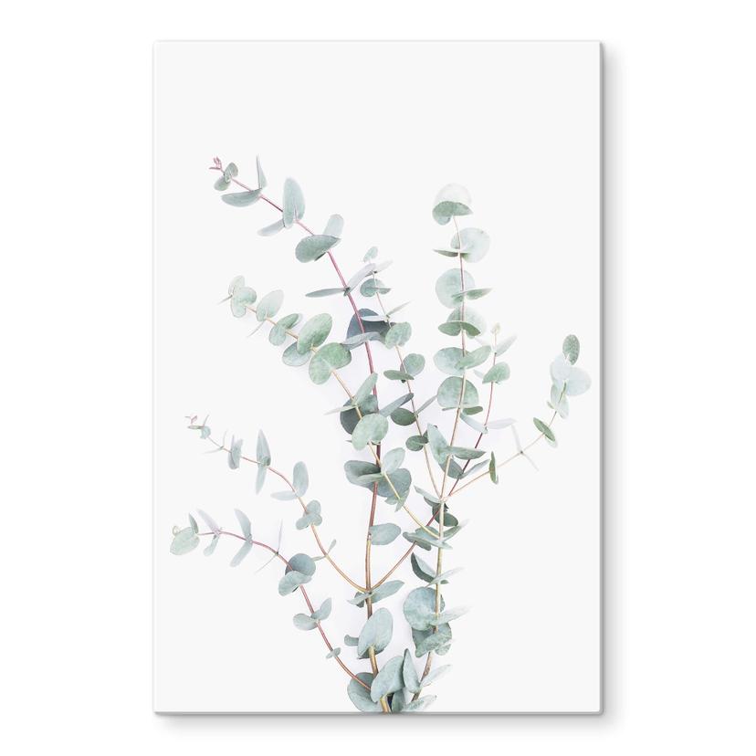 Glasschilderij Sisi & Seb - Eucalyptustak