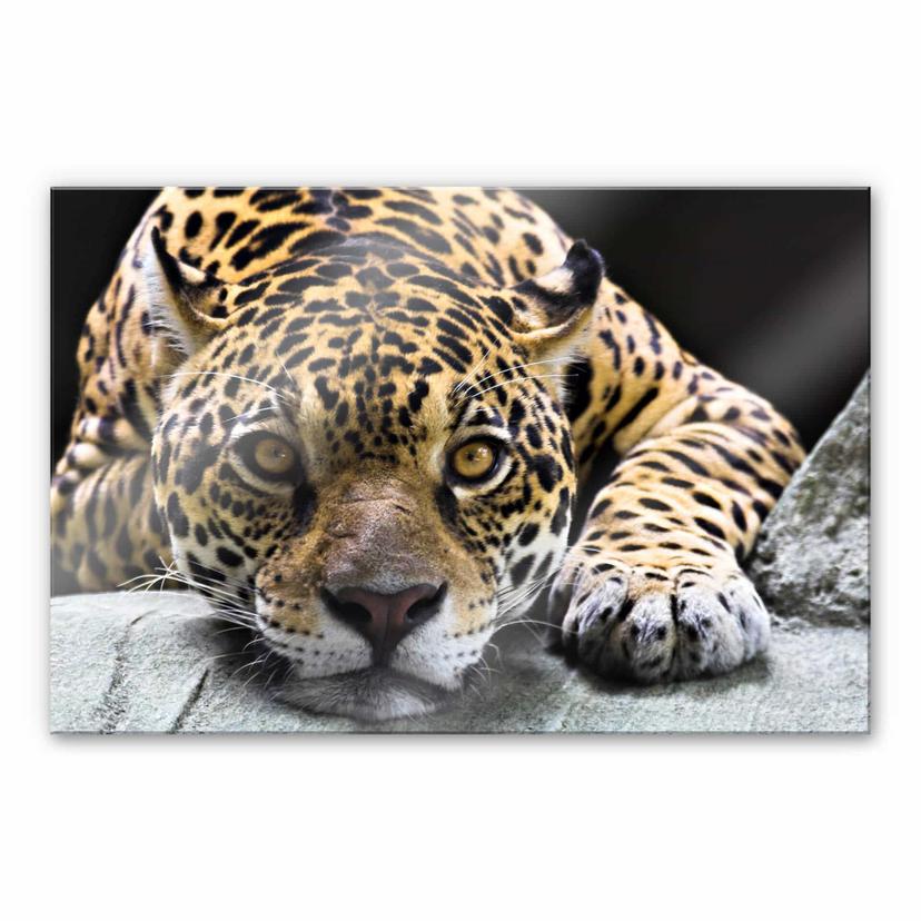 Akrylbillede Jaguar