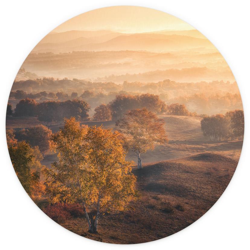 Alberi di betulla con rugiada mattutina dorata | Paesaggio naturale - Cui - Round - carta da parati
