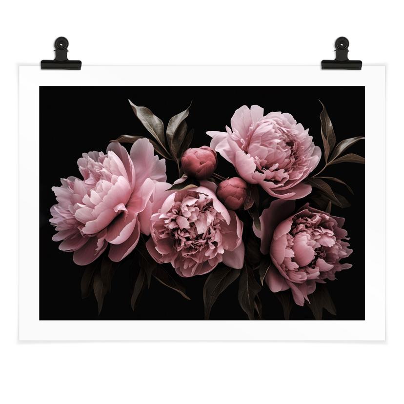 Poster Pfingstrose rosé - Haase