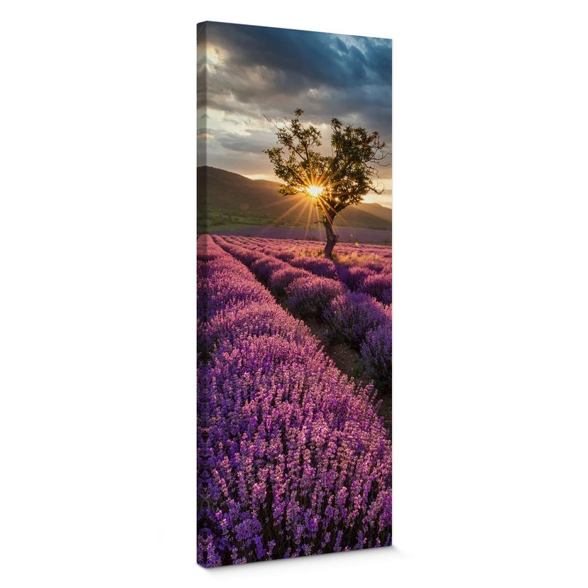 Lienzo Lavanda en flor en Provenza - Panorama 02