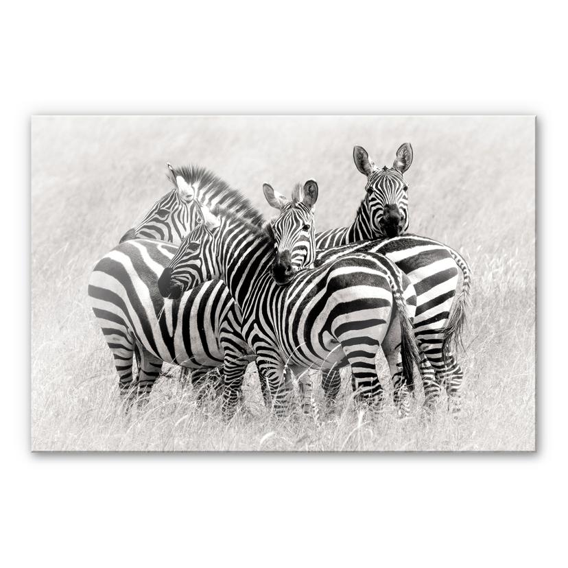 Akrylbillede Trubitsyn - Zebraer på savannen
