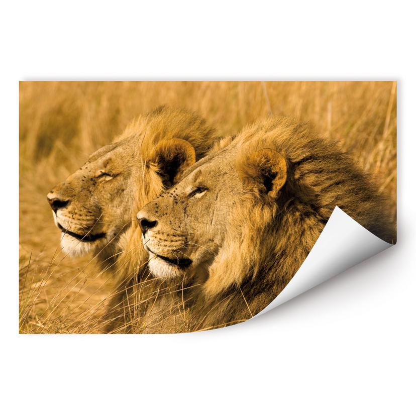 Poster autocollant - W - NG Couple de Lions