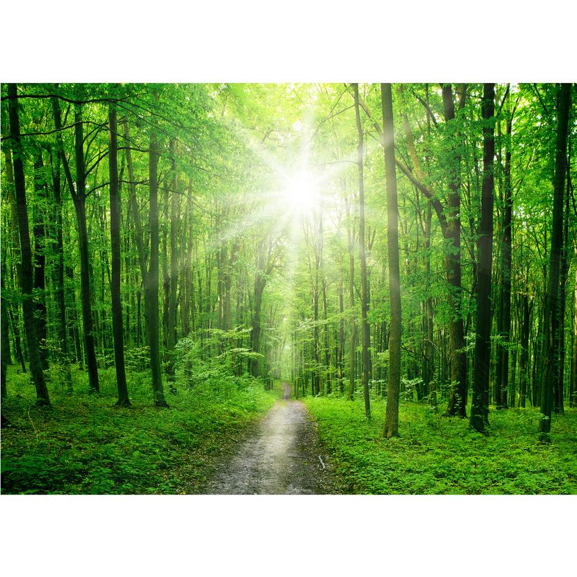 Fototapet Sunny Forest