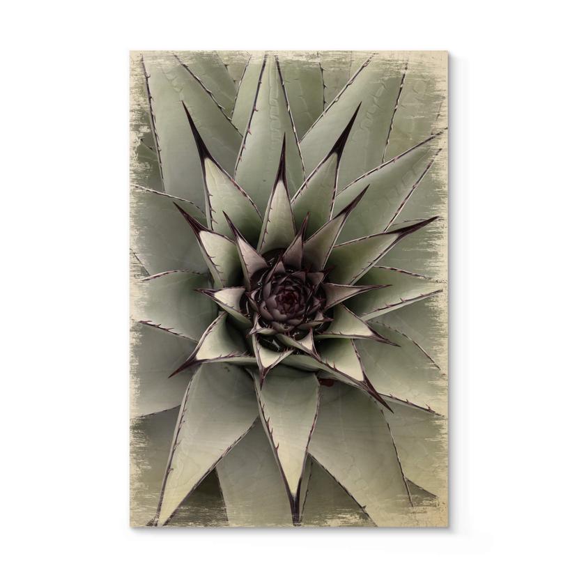 Billede af træ Agave 01