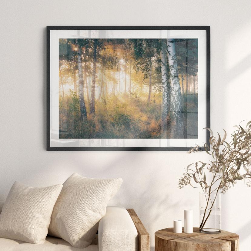 Poster Solsken i björkskogen - Kado