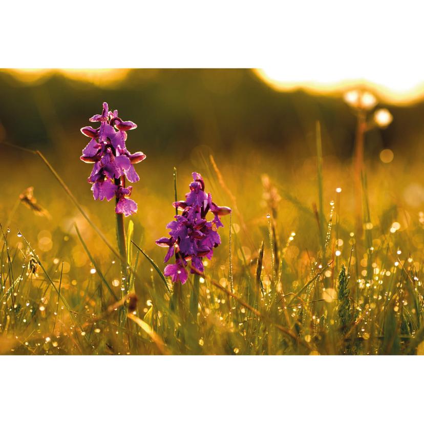 Fotobehang Bloemen in de Ochtend