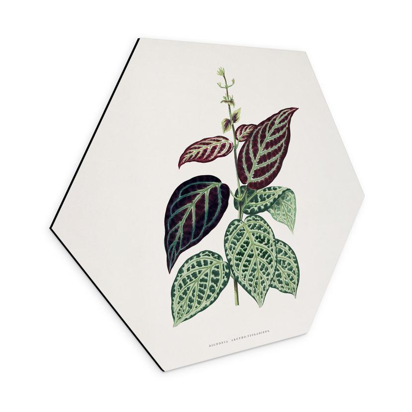 Hexagon Dibond Illustration af blade - Bignonia Argyro Violascea