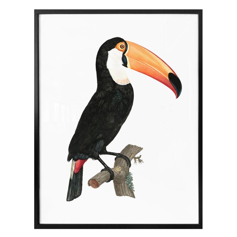 Poster Toucan sur une branche