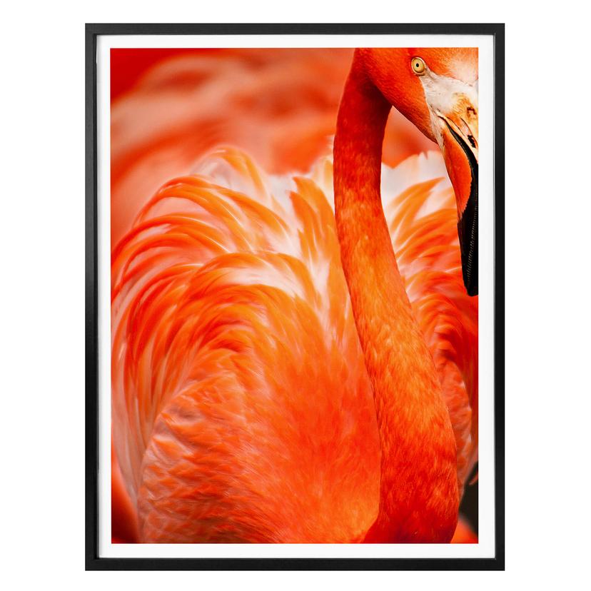 Poster Flamingo