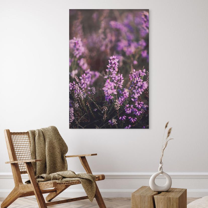 Stampe per pareti con fiori di erica viola in una luce calda | fotografia naturalistica per il soggi