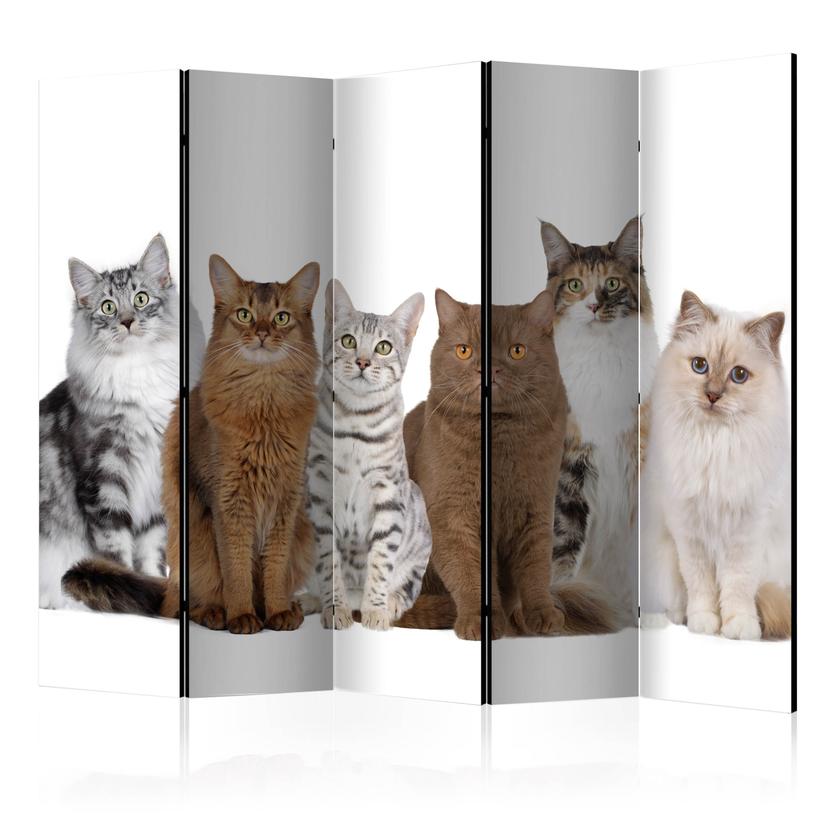Divisorio per sala - Gatti dolci, 3 pezzi