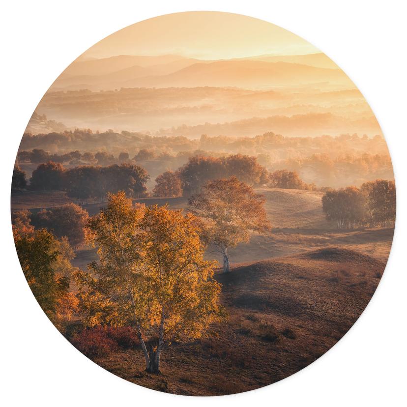 Adesivo murale Alberi di betulla nella rugiada dorata del mattino - Cui - Rotondo