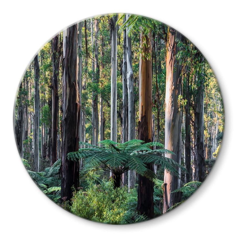 Glasbillede - Eukalyptus skov i Yarra Ranges - Colombo - Runde