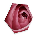 Hexagon - Alu-Dibond - Pink Rose