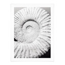 Plakat Fossil shell - Nakręcony przez Clinta