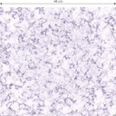 Tapet med mønster - marmor - violet