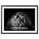 Poster Golob - Hippopotame qui Souffle | Photographie Animalière Noir et Blanc - 30x24 cm