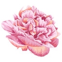 Muursticker Roze Pioenroos