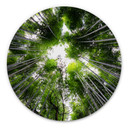 Wandcirkel Japanese Forest