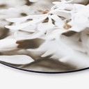 Tableau sur alu-Dibond Annie - Jasmin - Rond