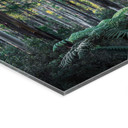Acrylglasbild Eukalyptuswald in den Yarra Ranges - Colombo