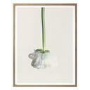 Plakat Ranunculus 02