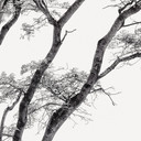 Fototapete Minimalistischer Baum in ruhiger Landschaft - Flour