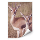 Zelfklevende Poster - Springbokken