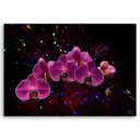 Canvasbillede, orkidéblomster pink spa