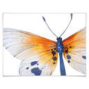 Plakat Kvilis - Butterfly 02
