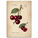 Leinwandbild Obst Weinlese Kirsche