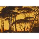 Architects Paper Papier peint photo Atelier 47 Treetops bois