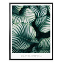 Plakat Calathea Orbifolia