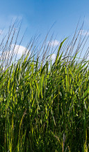 Fototapet med græs og blå himmel Grøn, Blå, Blomster 2,70 x 1,59 m