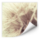 Zelfklevende Poster - Paardebloemen Close Up