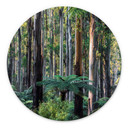 Billede af eukalyptusskov i Yarra Ranges - Colombo - rund – print på aluminium (Alu-Dibond)