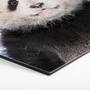 Hexagone - alu-Dibond Sisi & Seb - Baby Panda
