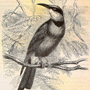 Fotomural Paredes de Patel pájaros vintage 2