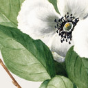 Botaniczna fototapeta przedstawiająca kamelię - Walcott