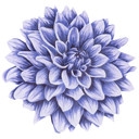 Sticker mural Dahlia violet