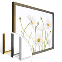 Plakat Disher - Ox eye Daisies