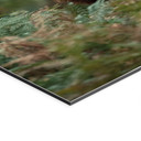 Billede af kronhjort - Skovens vogter - van Duijn – print på aluminium (Alu-Dibond)