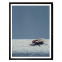 Plakat brązowy - Motyl domowy na niebieskim tle