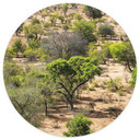 Fotomural Paisaje de sabana africana - Hugonnard - Redondo - Fotomural autoadhesivo/no tejido