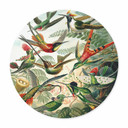 Plakat Haeckel - Kolibry - okrągły