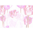 Architects Paper Papier peint photo Atelier 47 Tulip Artwork
