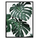 Plakat Sisi & Seb - Monstera