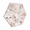 Hexagone - Alu-Dibond 1X Studio - Reine marguerite abricot 